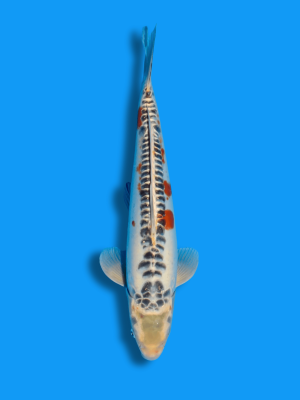 Doitsu Kawarimono | Koi&Co.